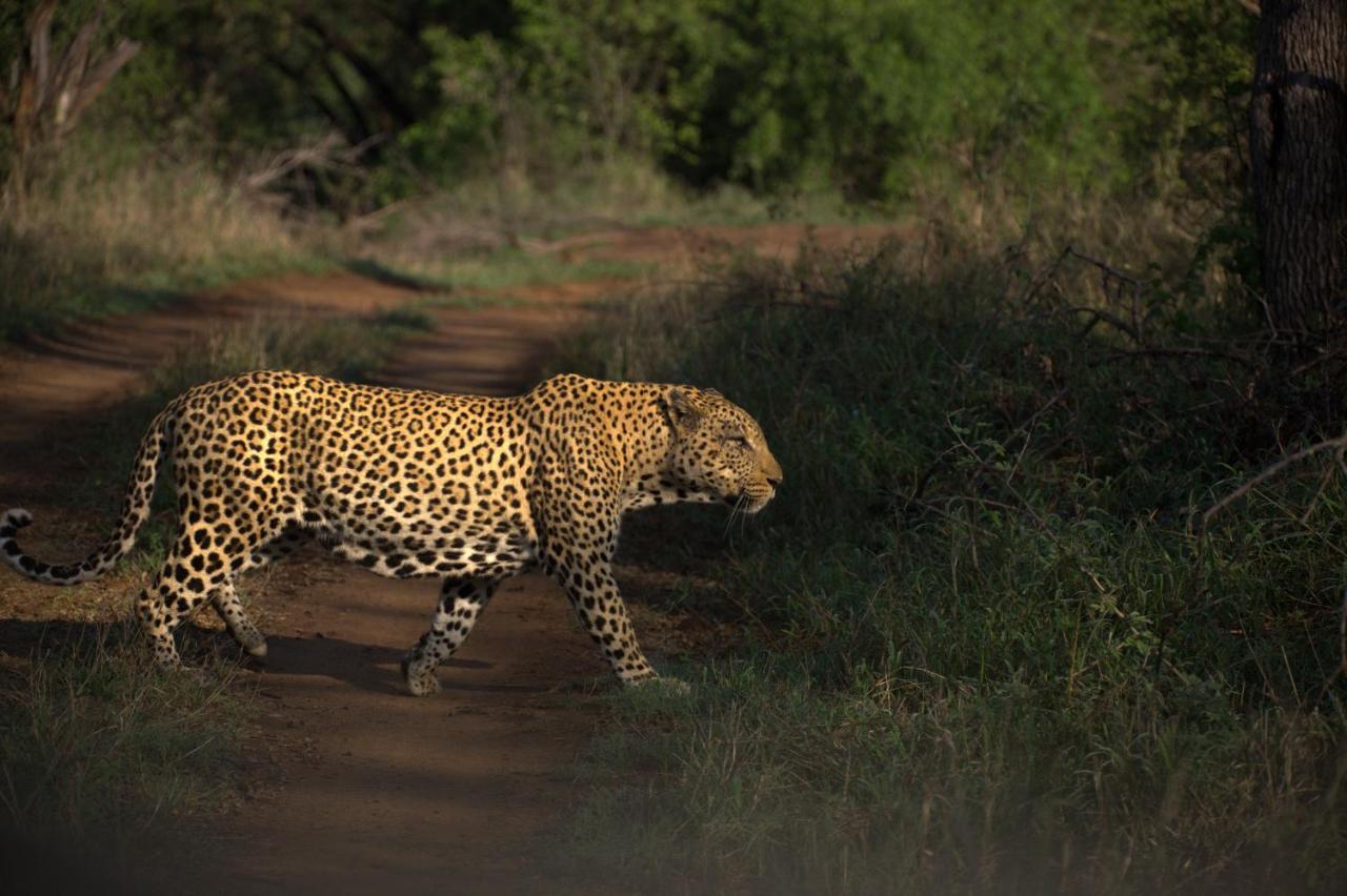 Karongwe Portfolio - Kuname Lodge Karongwe Game Reserve Экстерьер фото