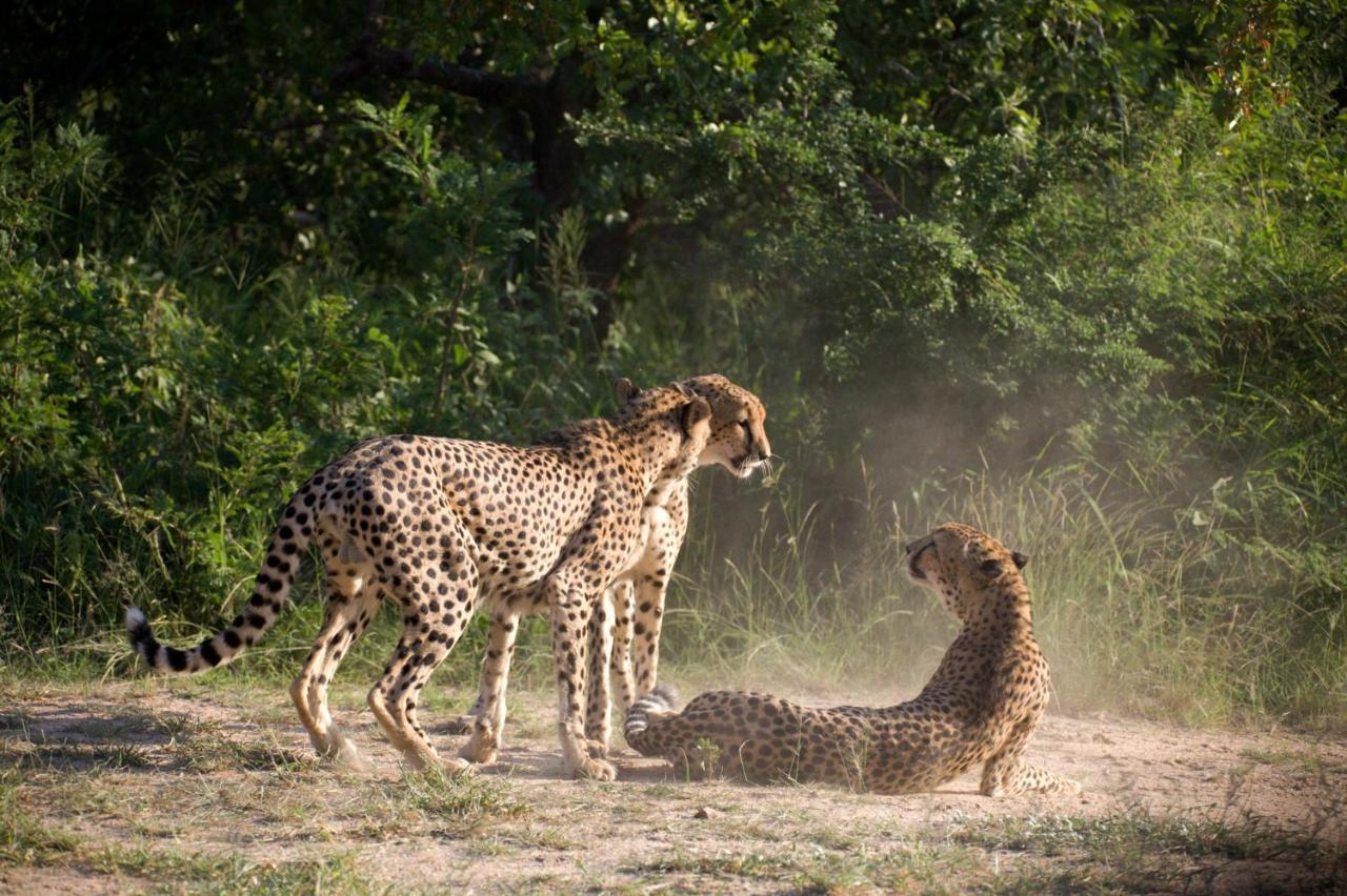 Karongwe Portfolio - Kuname Lodge Karongwe Game Reserve Экстерьер фото