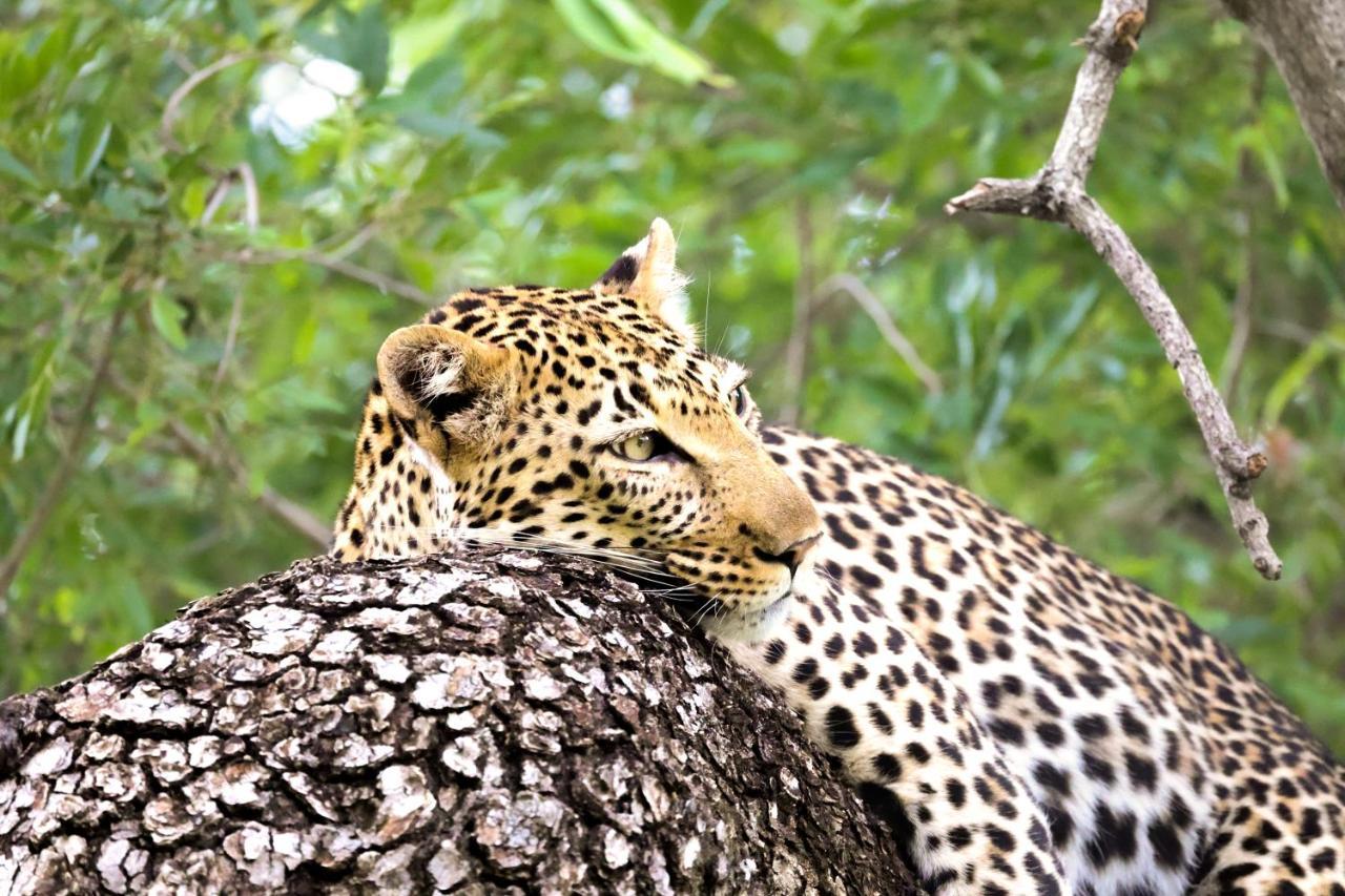 Karongwe Portfolio - Kuname Lodge Karongwe Game Reserve Экстерьер фото