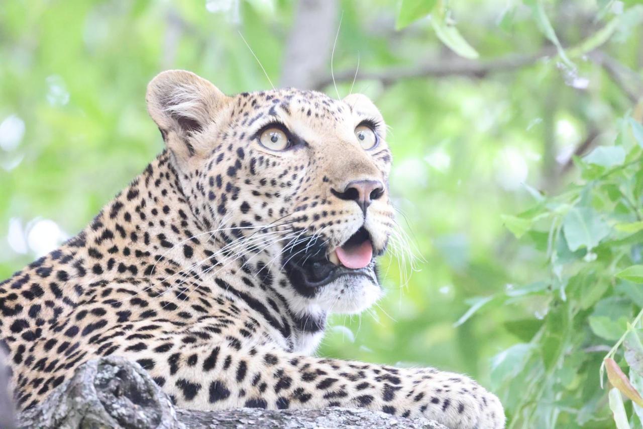Karongwe Portfolio - Kuname Lodge Karongwe Game Reserve Экстерьер фото