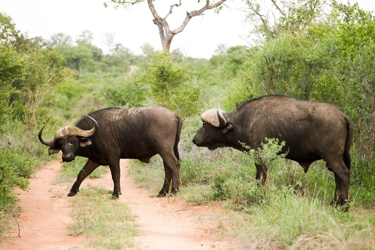 Karongwe Portfolio - Kuname Lodge Karongwe Game Reserve Экстерьер фото