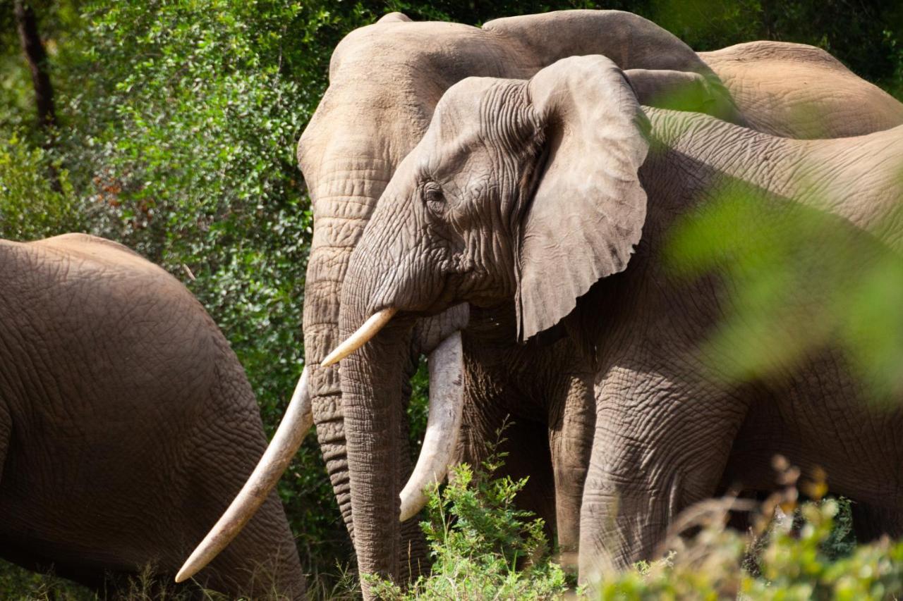 Karongwe Portfolio - Kuname Lodge Karongwe Game Reserve Экстерьер фото