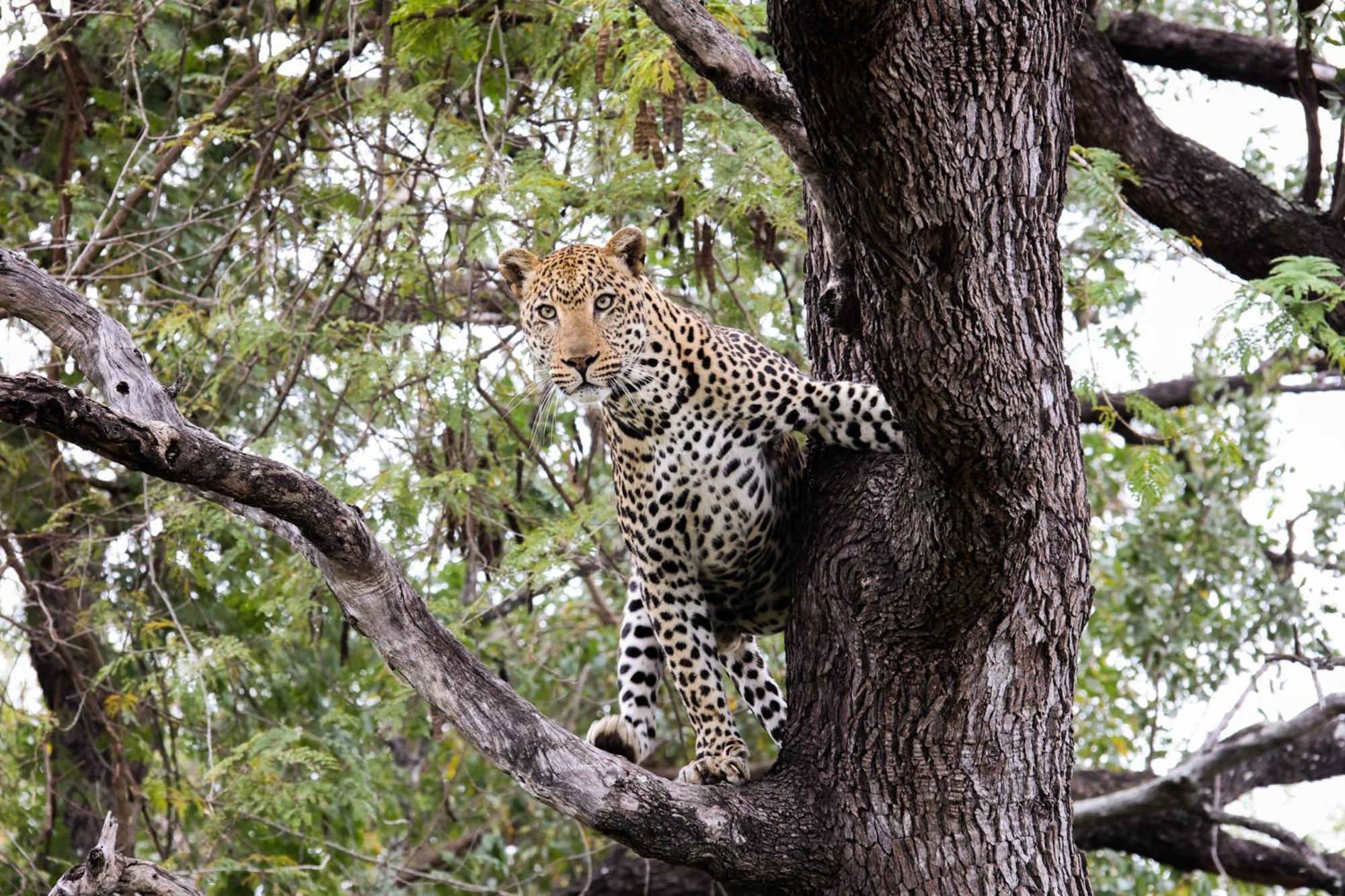 Karongwe Portfolio - Kuname Lodge Karongwe Game Reserve Экстерьер фото